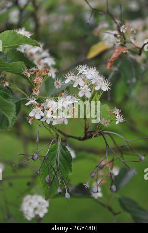 Im Mai blüht in einem Garten koreanische Bergasche (Sorbus alnifolia) Stockfoto