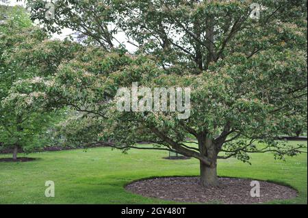 Im Mai blüht in einem Garten koreanische Bergasche (Sorbus alnifolia) Stockfoto