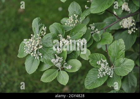 Im Mai blüht in einem Garten ein gewöhnlicher Weißstrahl (Sorbus ARIA) Stockfoto