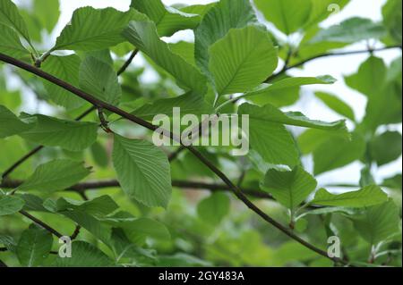 Weißstrahl (Sorbus ARIA) lutescens in einem Garten im Mai Stockfoto