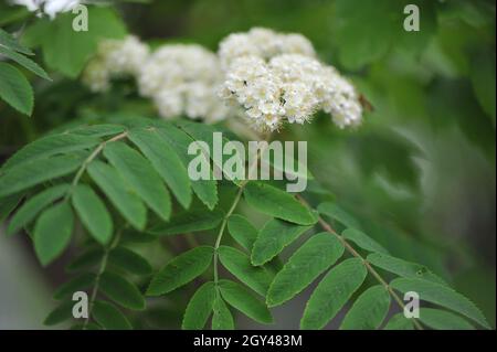 Europäische Bergasche (Sorbus aucuparia) blüht im Mai in einem Garten Stockfoto