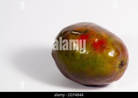 Jocotes in Guatemala, tropische Früchte, Spondias purea. Stockfoto