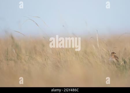 Eurasische Feldlerche - Alauda arvensis kiborti, Russland (Baikal), Erwachsener Stockfoto