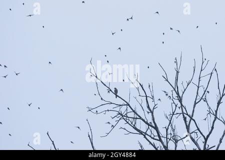 Eurasischer Sparrowhawk - Sperber - Accipiter nisus ssp. Nisus, Frankreich, mit Brambling Stockfoto