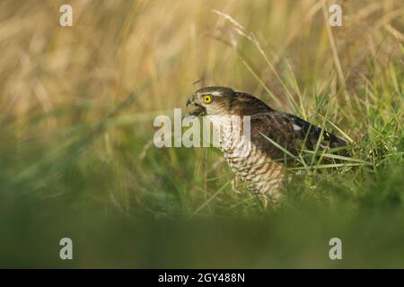 Eurasischer Sparrowhawk - Sperber - Accipiter nisus ssp. Nisus, Deutschland (Hamburg), 1. GJ, Fütterung auf Wiesenpipit Stockfoto