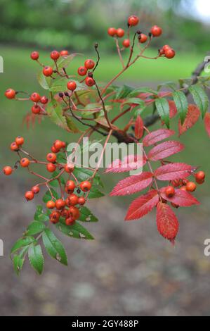 Die japanische Eberesche (Sorbus comixta) trägt im September in einem Garten rote Früchte Stockfoto