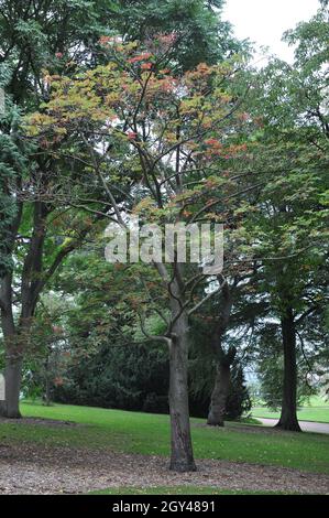 Die japanische Eberesche (Sorbus comixta) trägt im September in einem Garten rote Früchte Stockfoto