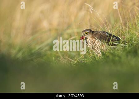 Eurasischer Sparrowhawk - Sperber - Accipiter nisus ssp. Nisus, Deutschland (Hamburg), 1. GJ, Fütterung auf Wiesenpipit Stockfoto