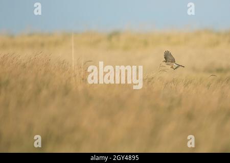 Eurasischer Sparrowhawk - Sperber - Accipiter nisus ssp. Nisus, Deutschland (Hamburg), 1. GJ, Fütterung auf Wiesenpipit Stockfoto