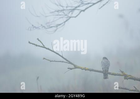 Eurasischer Sparrowhawk - Sperber - Accipiter nisus ssp. Nisus, Schweiz, Erwachsener Stockfoto