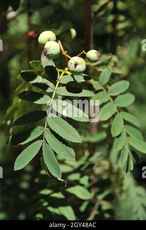 Der Dienstbaum (Sorbus domestica) trägt im Juli im Garten grüne Früchte Stockfoto