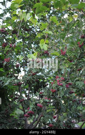 Sorbus hybrida trägt im August in einem Garten lila-rote Früchte Stockfoto