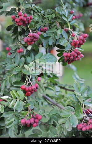 Sorbus hybrida trägt im August in einem Garten lila-rote Früchte Stockfoto