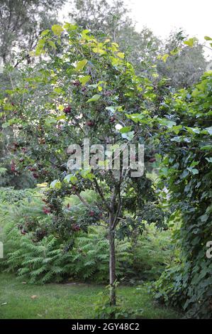 Sorbus hybrida trägt im August in einem Garten lila-rote Früchte Stockfoto