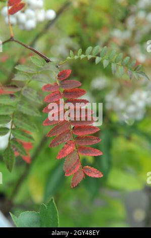 Rote Herbstfärbung einer Koehne-Gebirgsasche (Sorbus koehneana) im September in einem Garten Stockfoto