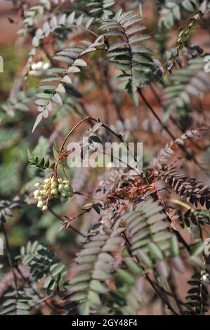 Im September trägt die Koehne-Bergasche (Sorbus koehneana) in einem Garten weiße Früchte Stockfoto