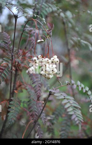 Im September trägt die Koehne-Bergasche (Sorbus koehneana) in einem Garten weiße Früchte Stockfoto