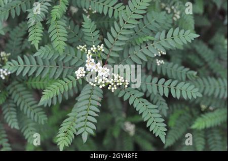 Die Koehne-Bergasche (Sorbus koehneana) blüht im Mai in einem Garten Stockfoto