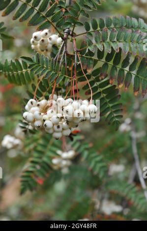 Die Koehne-Bergasche (Sorbus koehneana) trägt im August im Garten weiße Früchte Stockfoto