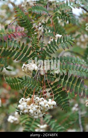 Die Koehne-Bergasche (Sorbus koehneana) trägt im August im Garten weiße Früchte Stockfoto