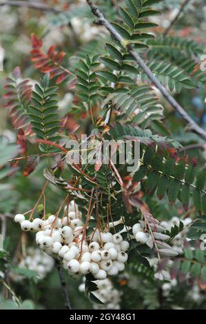 Die Koehne-Bergasche (Sorbus koehneana) trägt im August im Garten weiße Früchte Stockfoto