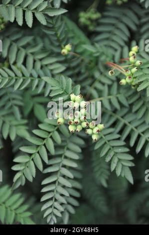 Die Koehne-Bergasche (Sorbus koehneana) trägt im Juli in einem Garten weiße Früchte Stockfoto