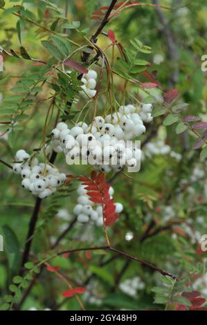 Die Koehne-Bergasche (Sorbus koehneana) trägt im August im Garten weiße Früchte Stockfoto