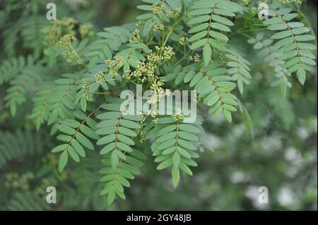 Die chinesische Eberesche (Sorbus Prattii) blüht im Mai in einem Garten Stockfoto