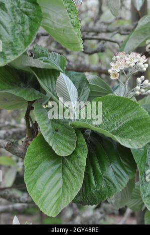 Tibetischer Weißstrahl (Sorbus thibetica) John Mitchell blüht im Mai in einem Garten Stockfoto