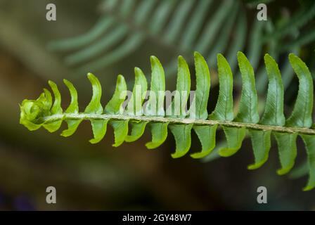 Nephrolepis cordifolia, Quetzal Schwanz oder Sägezahn Farn in Guatemala. Stockfoto