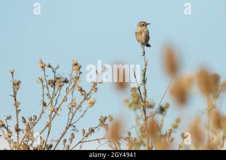 Europäisches Stonechat - Schwarzkehlchen - Saxicola torqatus ssp. Rubicola, Rumänien, jugendlich Stockfoto