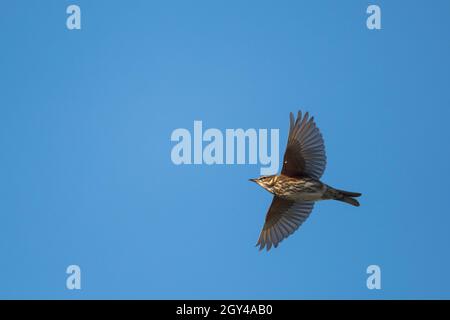 Redwing - Rotdrossel - Turdus iliacus ssp. Iliacus, Deutschland (Niedersachsen) Stockfoto
