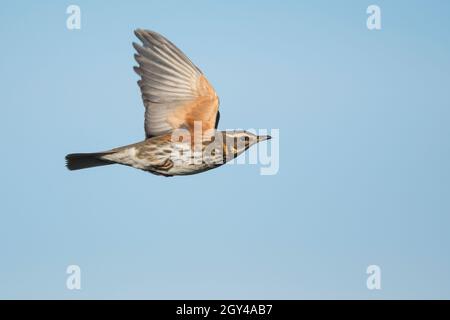 Redwing - Rotdrossel - Turdus iliacus ssp. Iliacus, Deutschland (Niedersachsen) Stockfoto