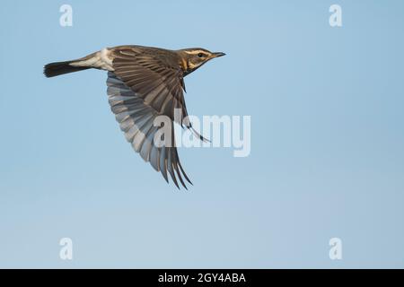 Redwing - Rotdrossel - Turdus iliacus ssp. Iliacus, Deutschland (Niedersachsen) Stockfoto