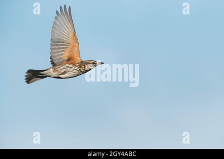 Redwing - Rotdrossel - Turdus iliacus ssp. Iliacus, Deutschland (Niedersachsen) Stockfoto