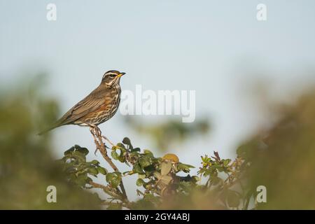 Redwing - Rotdrossel - Turdus iliacus ssp. Iliacus, Deutschland (Niedersachsen) Stockfoto