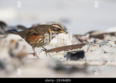 Redwing - Rotdrossel - Turdus iliacus ssp. Iliacus, Deutschland (Schleswig-Holstein), 1. Winter Stockfoto