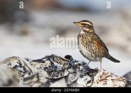 Redwing - Rotdrossel - Turdus iliacus ssp. Iliacus, Deutschland (Schleswig-Holstein), 1. Winter Stockfoto