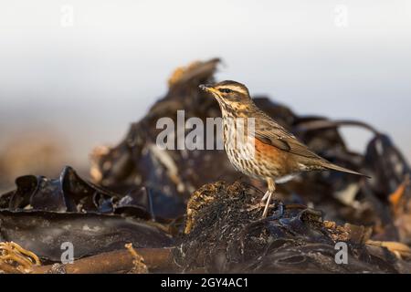 Redwing - Rotdrossel - Turdus iliacus ssp. Iliacus, Deutschland (Schleswig-Holstein), 1. Winter Stockfoto