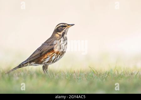 Rotflügel - Rotdrossel - Turdus iliacus ssp. Iliacus, Deutschland (Schleswig-Holstein), erwachsen, dunkles Individuum Stockfoto