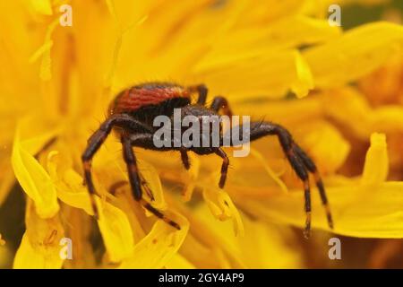 Nahaufnahme der Napoleon-Spinne, Synaema globosum, sitzend Stockfoto