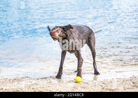 Detailreicher deutscher Kurzhaarzeiger steht auf dem Sand. Der Hund wackelt nach dem Schwimmen im blauen See ab. Ohren und Mundklappe, Wasserspritzer fliegen Stockfoto