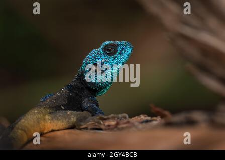 Blaukehlige Agama - Acanthocercus atricollis, schöne große Eidechse aus afrikanischen Wäldern und Wäldern, Bigodi-Sumpf, Uganda. Stockfoto