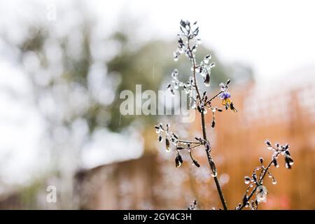 Das australische dianella-Gras mit Blumen und Wassertropfen schoss nach dem Regen in geringer Tiefenschärfe im Freien Stockfoto