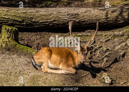 Selektiv von einem männlichen Hirsch in einem Wald Stockfoto