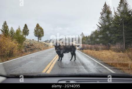 Amerikanischer Bison auf einer Straße durch die Windschutzscheibe im Yellowstone National Park, USA. Stockfoto