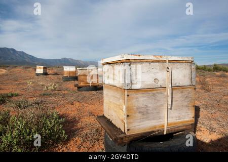 Bienenstöcke, die zur Bestäubung von Gemüse- und Obstkulturen im Nuy-Tal im Breede River-Gebiet des Westkap in Südafrika verwendet werden. Stockfoto