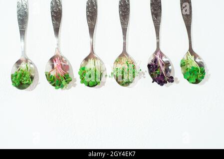 Collage aus verschiedenen Mikrogrüns auf weißem Hintergrund. Stockfoto