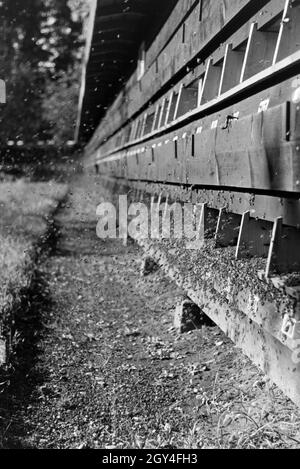 Ein großer Bienenschwarm fliegt vor den bienenhäusern in einer Imkerei umher, Deutschland 1930er Jahre. Ein grosser Schwarm Bienen fliegen um vor der Biene Häuser auf einem Honey Farm, Deutschland 1930. Stockfoto