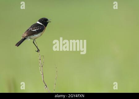 Sibirischer Stonechat - Pallasschwarzkehlchen - Saxicola maurus, Russland (Baikal), erwachsener Rüde Stockfoto